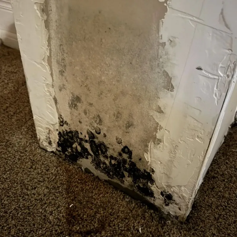 Professional Mold Removal in Geneva, AL